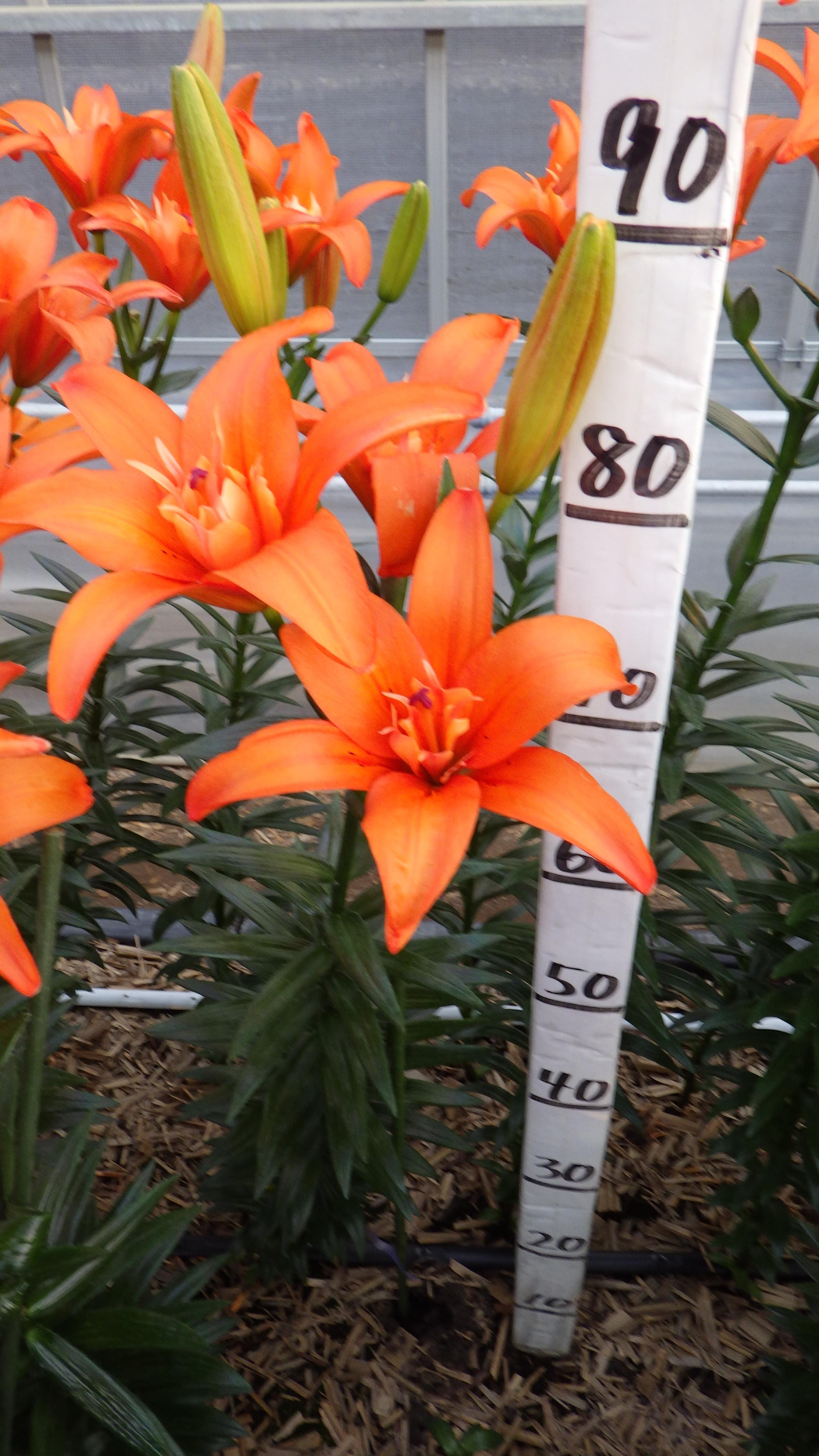 ハーフタイム(花粉無し)(BFｽﾃﾗ)